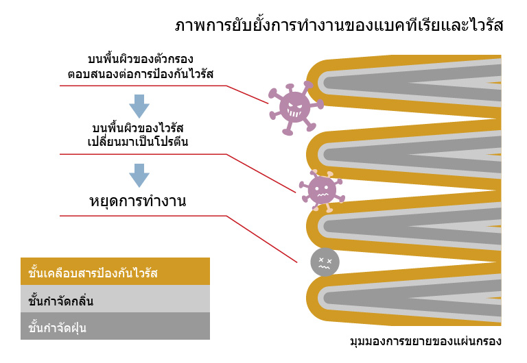 ภาพการยับยั้งการทำงานของแบคทีเรียและไวรัส